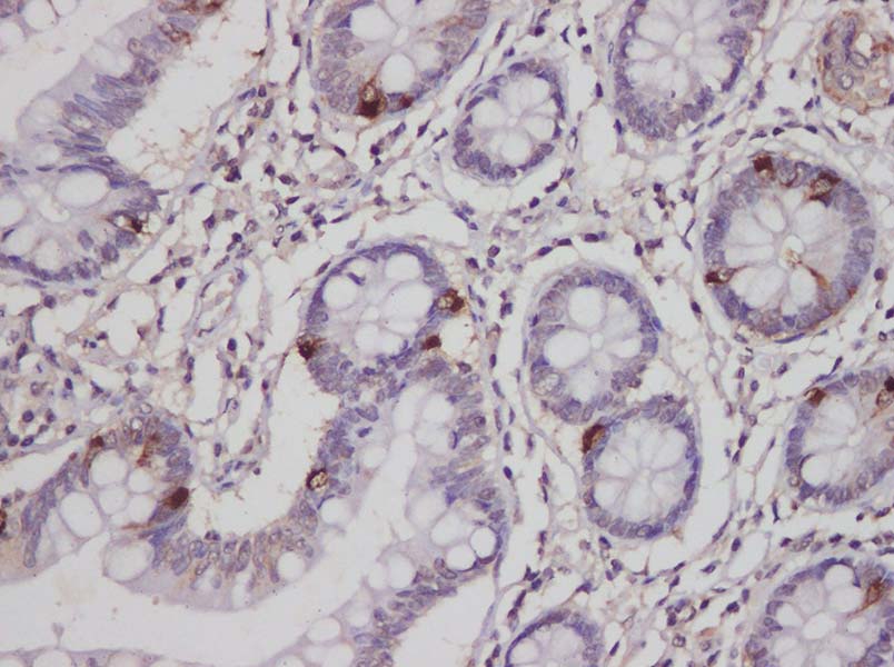 Purified Anti-Human CD45 Antibody[HI30]-产品推荐-15