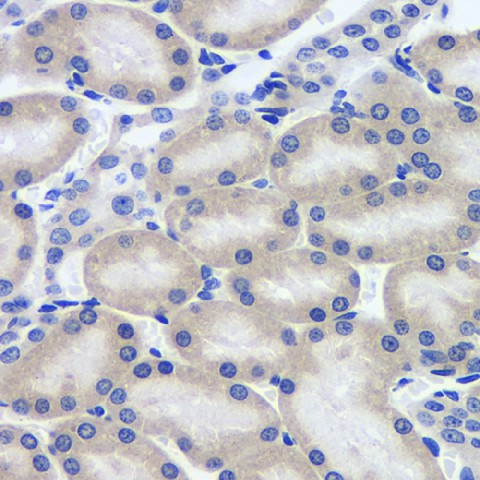 Immunohistochemistry analysis of paraffin-embedded Rat kidney  using MYD88 Polyclonal Antibody at dilution of 1:200.