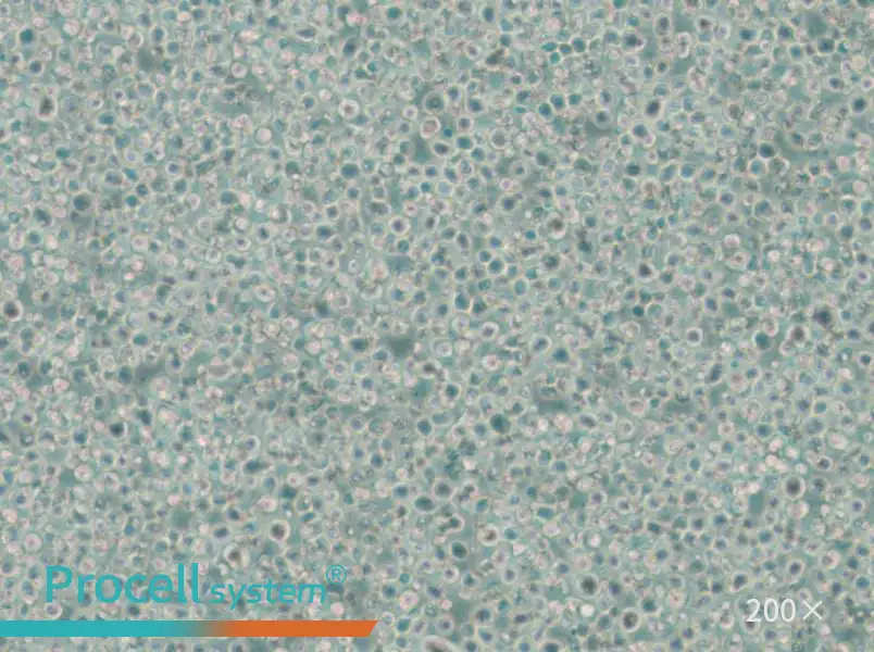 C1498 Cell Complete Medium - 6