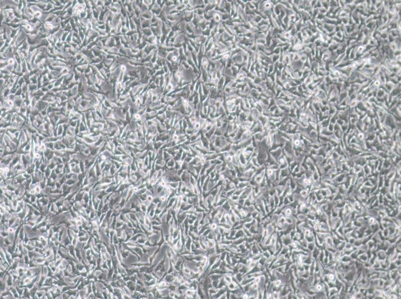 CAL-62 Cell Complete Medium-searchlist-1