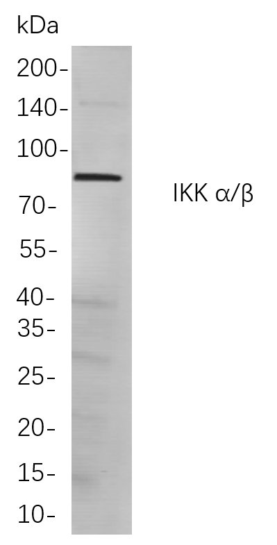 Recombinant IKK α/β Monoclonal Antibody-searchlist-1