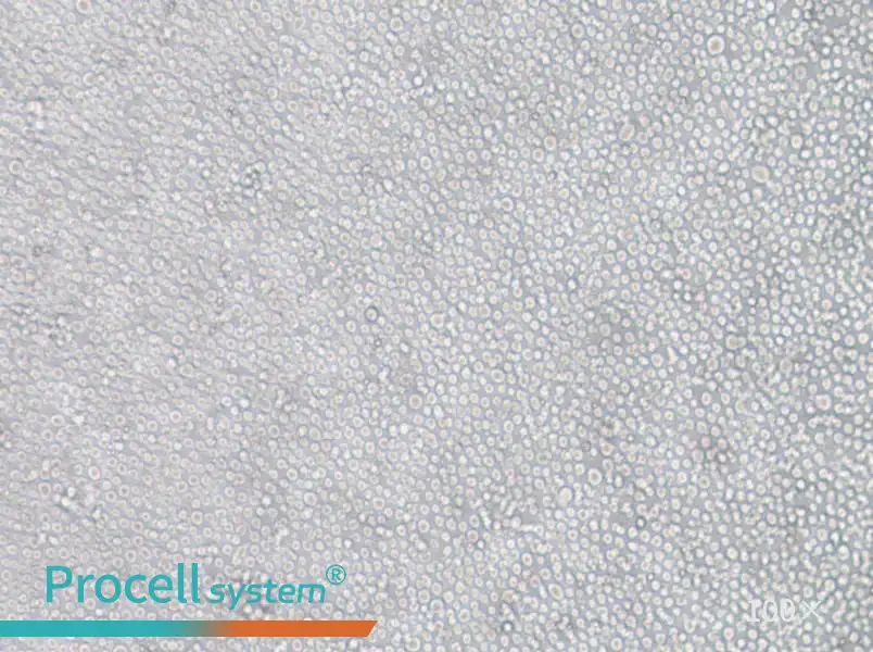 YT Cell Complete Medium - 2