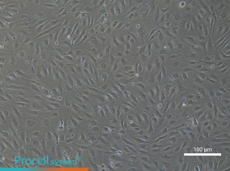 Human Renal Podocyte Cell Complete Medium - 3