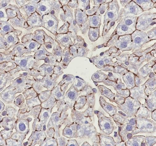 Recombinant DPP4/CD26 Monoclonal Antibody - small - 4