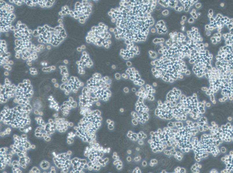 GH3 Cell Complete MediumGH3 Cell Complete Medium - 2