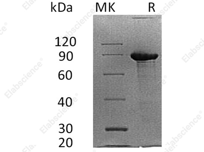 Recombinant Human Syndecan-1/SDC1 Protein (Fc Tag) - 1