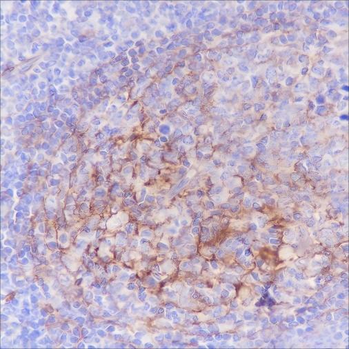 Recombinant B7-H3/CD276 Monoclonal Antibody - small - 4