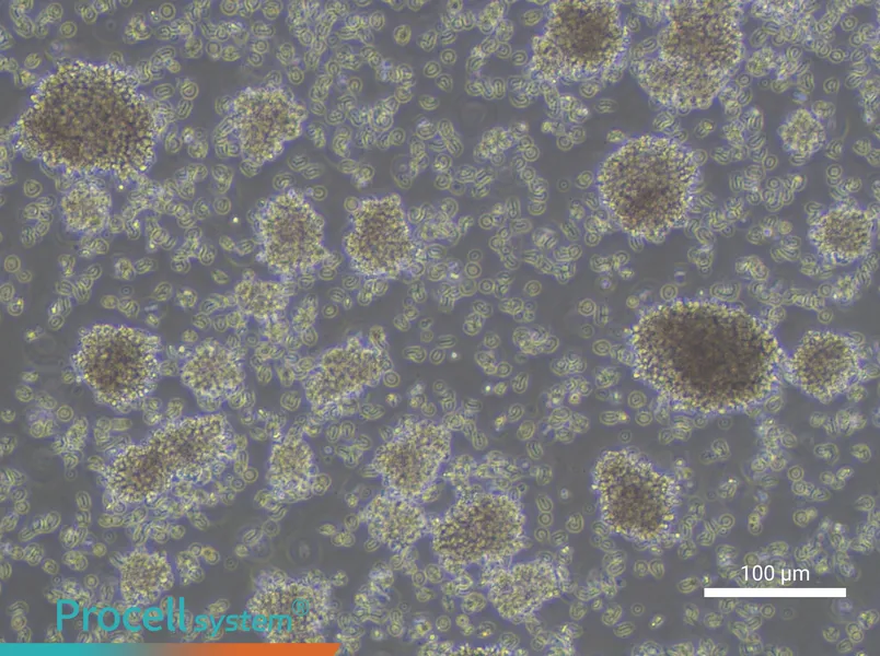 YAC-1 Cell Complete Medium - 3