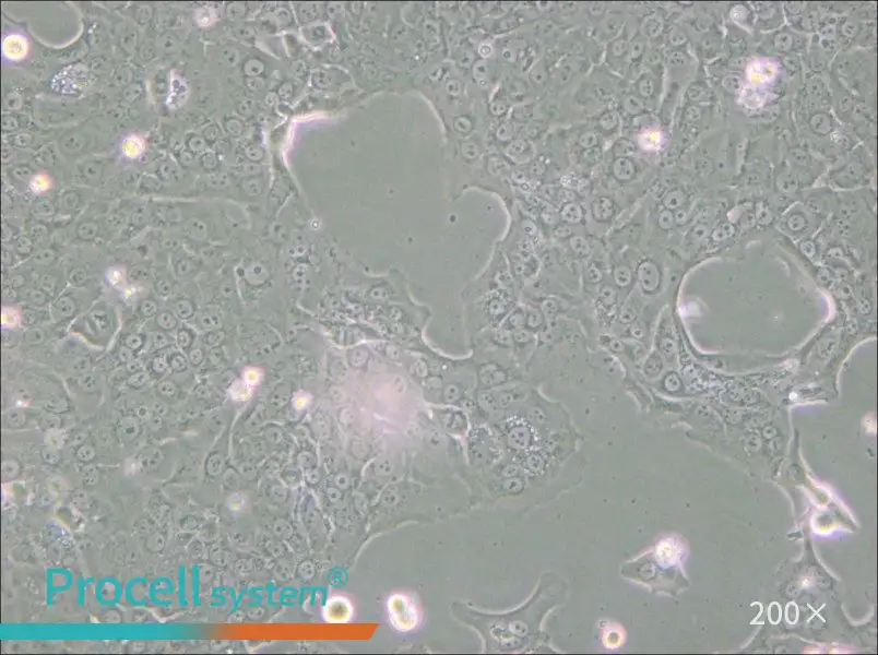 Capan-1 Cell Complete Medium - small - 5