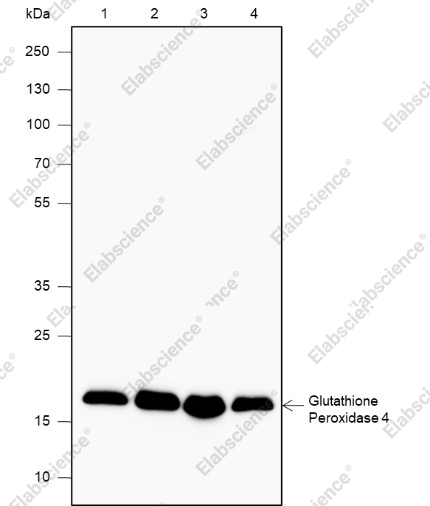 Recombinant Glutathione Peroxidase 4 Monoclonal Antibody - 1