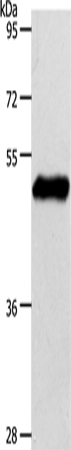 Western Blot analysis of Mouse brain tissue using EDG1 Polyclonal Antibody at dilution of 1:750