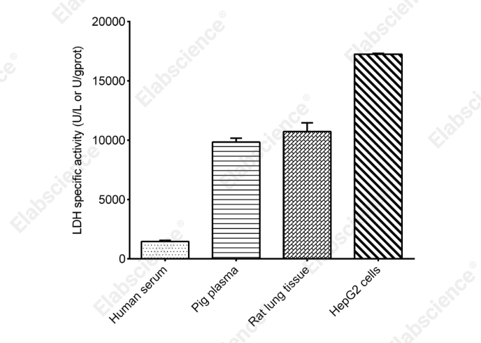 Lactate Dehydrogenase (LDH) Activity Assay Kit - 2