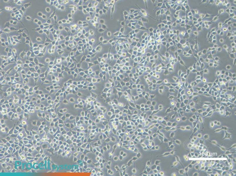 RSC96 Cell Complete Medium - 2