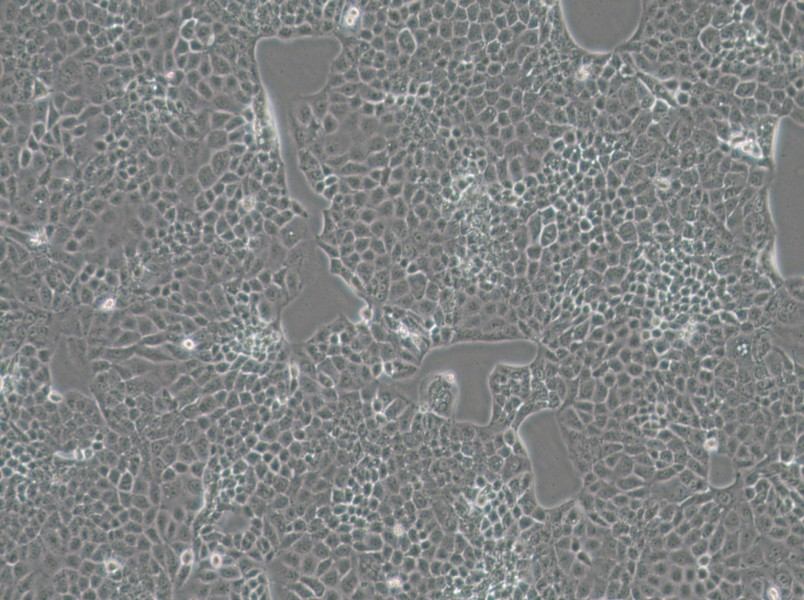 MKN74 Cell Complete MediumMKN74 Cell Complete Medium - 3