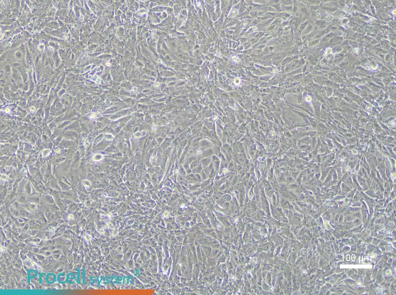 Rabbit Urethral Epithelial Cell Complete MediumRabbit Urethral Epithelial Cell Complete Medium - 1