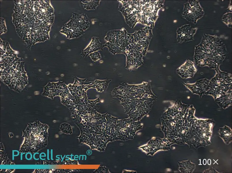 GT1-1 Cell Complete MediumGT1-1 Cell Complete Medium - 2