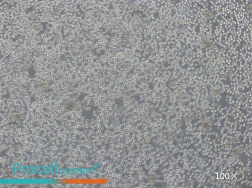 Ba/F3 Cell Complete MediumBa/F3 Cell Complete Medium - 2