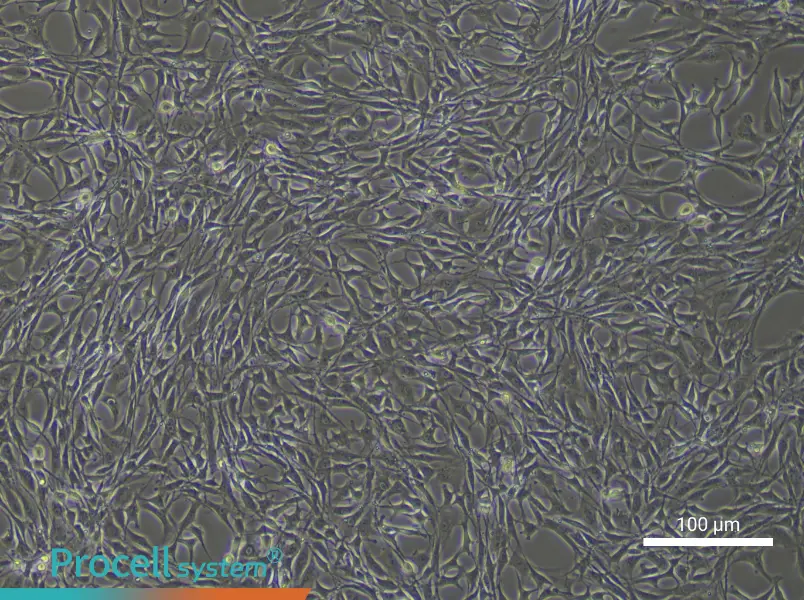 Rat Bone Marrow Mesenchymal Stem Cells - 5