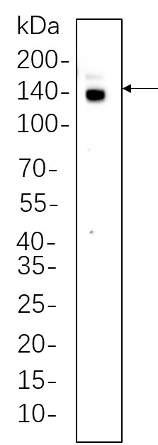 Recombinant CTCF Monoclonal Antibody-searchlist-1