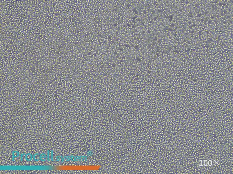 NFS-60 Cell Complete Medium - 1