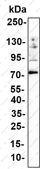Recombinant GRHL2 Monoclonal Antibody - 2
