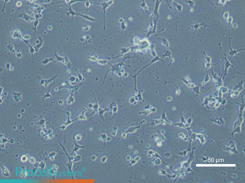 Mouse Spinal Cord Neuron Complete Medium - small - 6