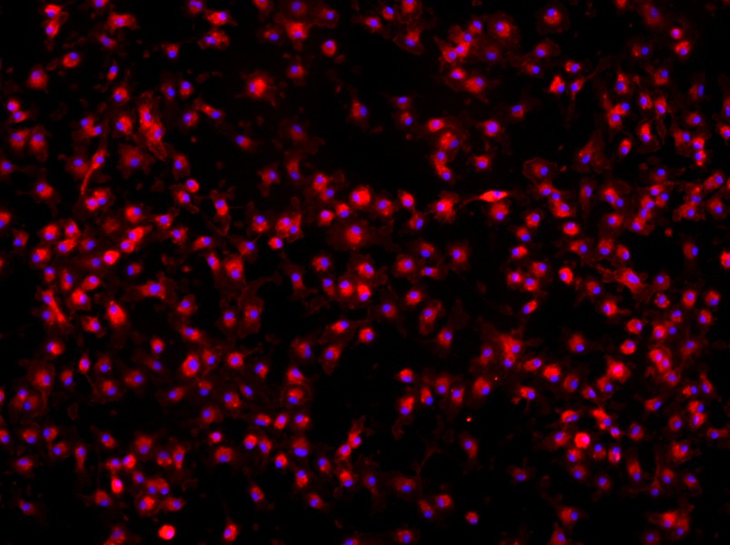 Mouse Bone Marrow-Derived Macrophage Complete Medium - 2