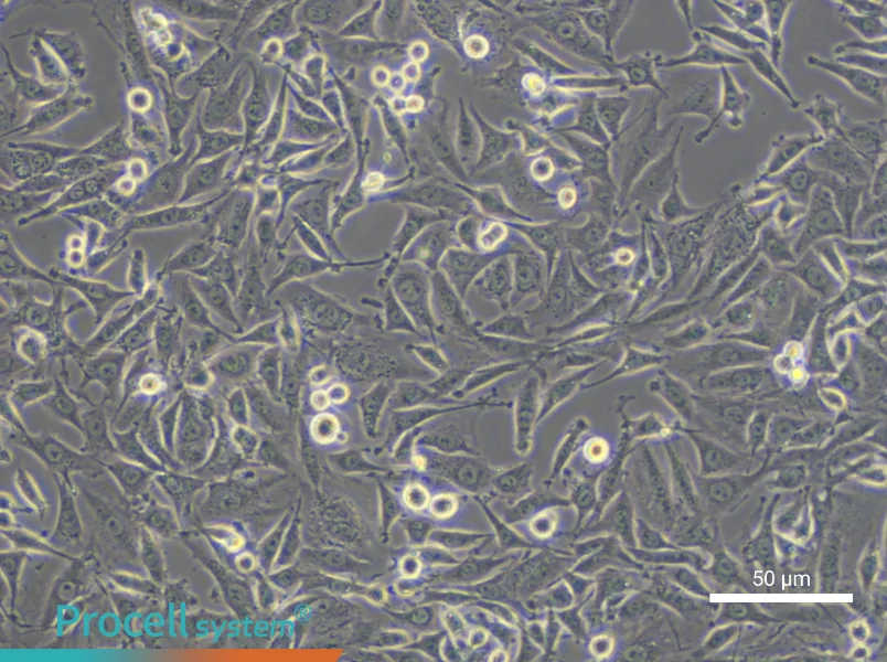L6 Cell Complete Medium - small - 5