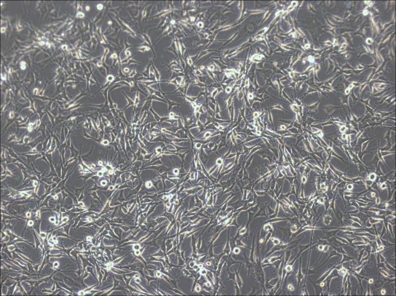 U-87 MG-LUC Cell Complete Medium - small - 2