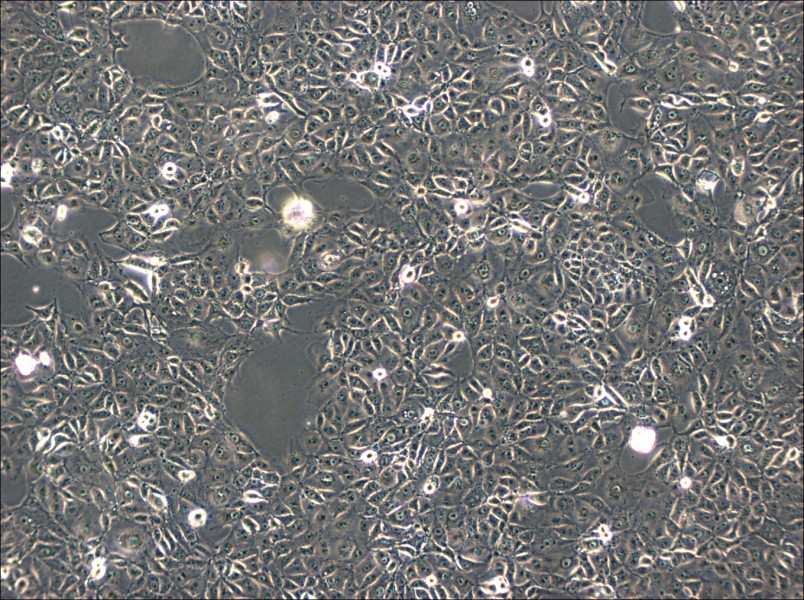 ST Cell Complete Medium - 3