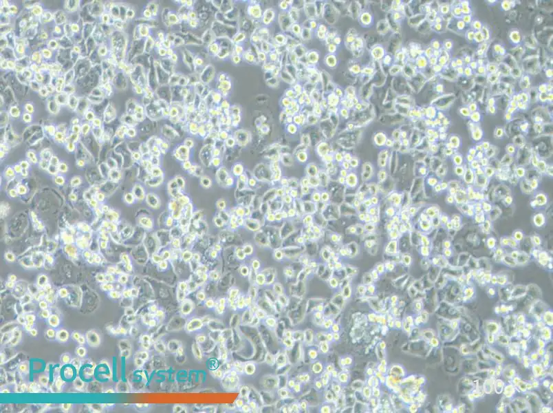 GCIY Cell Complete Medium - 1