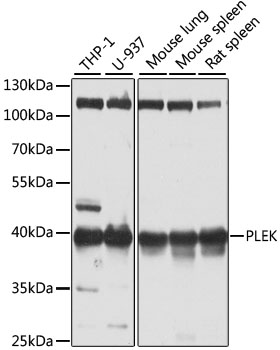 Western blot analysis of extracts of various cell lines using PLEK Polyclonal Antibody at 1:1000 dilution.