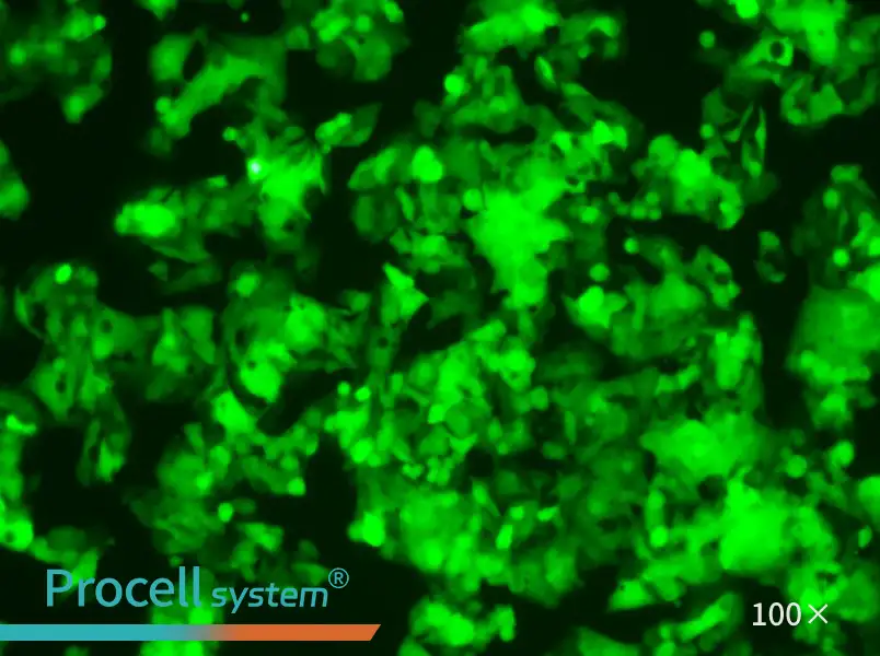 HeP G2-LUC-EGFP Cell Complete MediumHeP G2-LUC-EGFP Cell Complete Medium - 3