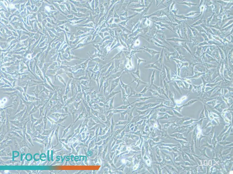 MG-63 Cell Complete Medium - 2