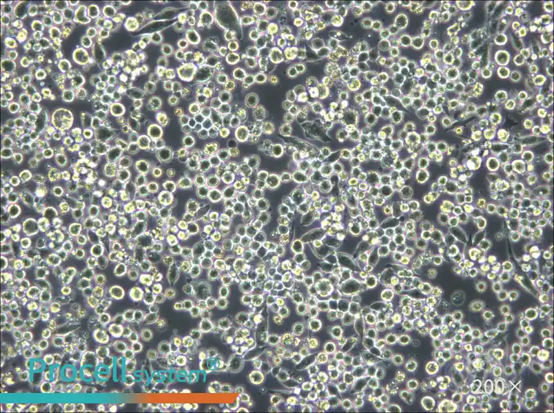 L6565 Cell Complete Medium - small - 5