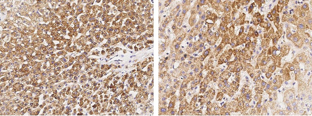IL-1 beta/IL1B Monoclonal Antibody - small - 2