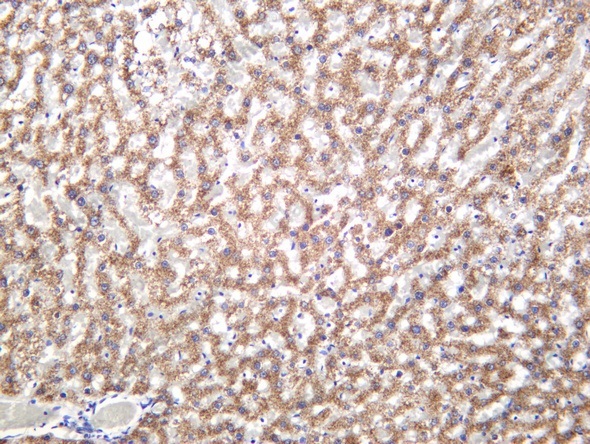 Recombinant ANGPTL3 Monoclonal Antibody - 1