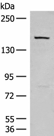 Western blot analysis of 293T cell lysate  using LEPR Polyclonal Antibody at dilution of 1:250