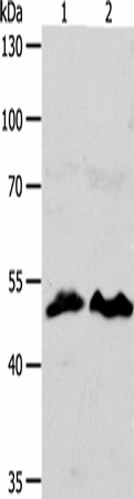 Western blot analysis of HT29 cells hela cells  using ZWILCH  Polyclonal Antibody at dilution of 1:1750