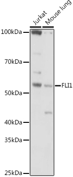 Western blot analysis of extracts of various cell lines using FLI1 Polyclonal Antibody at 1:1000 dilution.