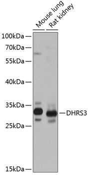 Western blot analysis of extracts of various cell lines using DHRS3 Polyclonal Antibody at 1:1000 dilution.