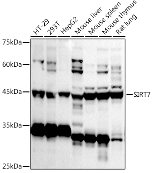 Western blot analysis of extracts of various cell lines using SIRT7 Polyclonal Antibody at 1:1000 dilution.