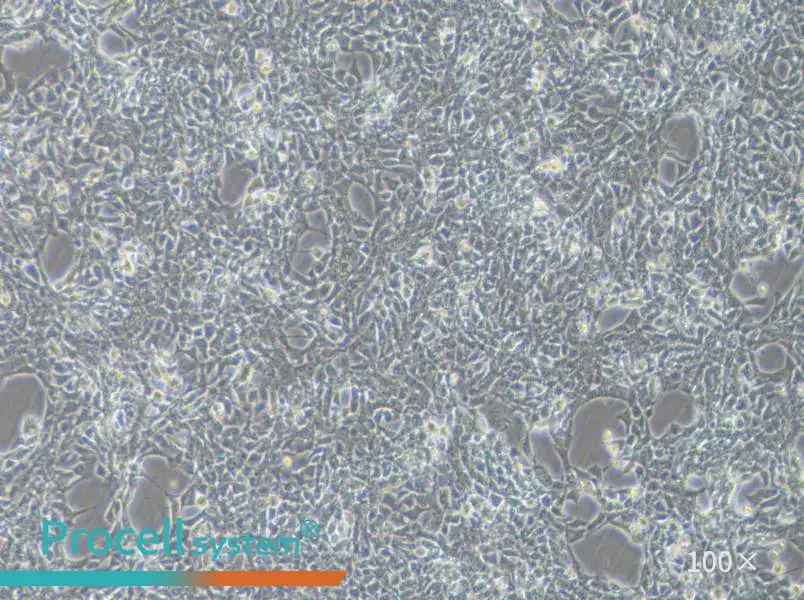 SBC-3 Cell Complete Medium - 2