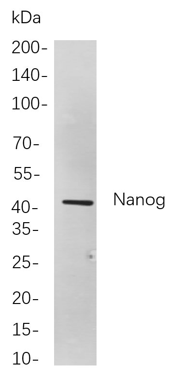 Recombinant Nanog Monoclonal Antibody-searchlist-1