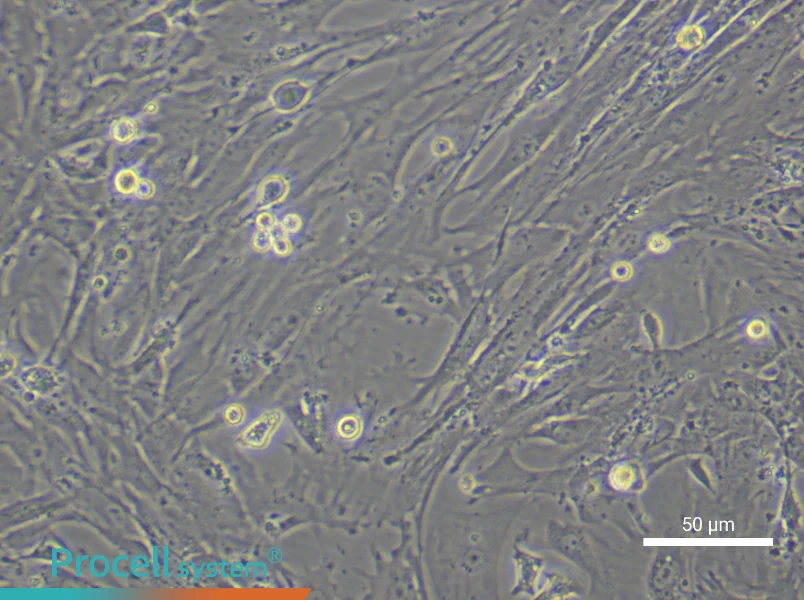 Mouse Gastric Smooth Muscle Cell Complete Medium - 6
