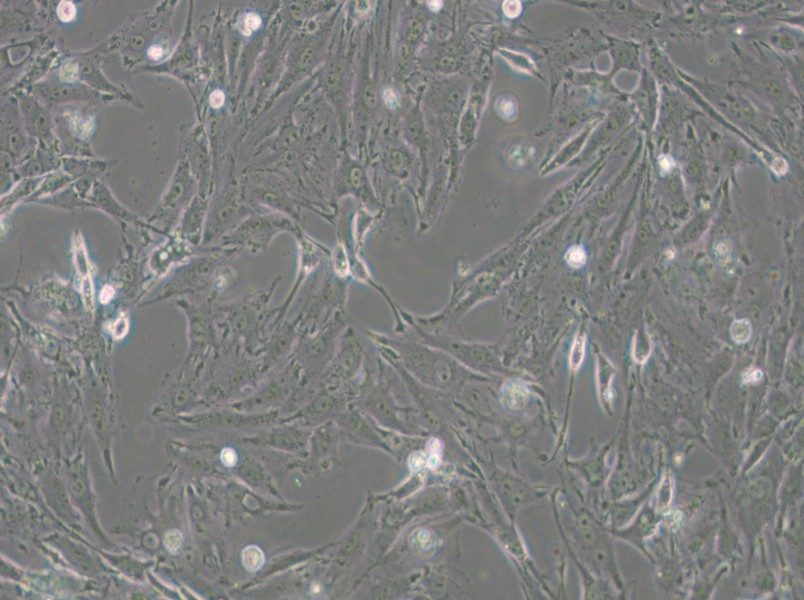 IBRS-2 [IB-RS-2] Cell Complete Medium - 4