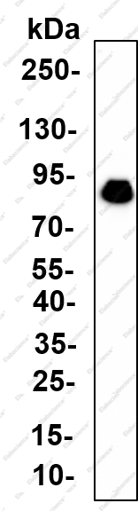 Recombinant CHAT Monoclonal Antibody - 1
