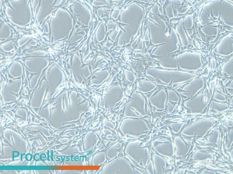 U-87 MG Cell Complete Medium - 1