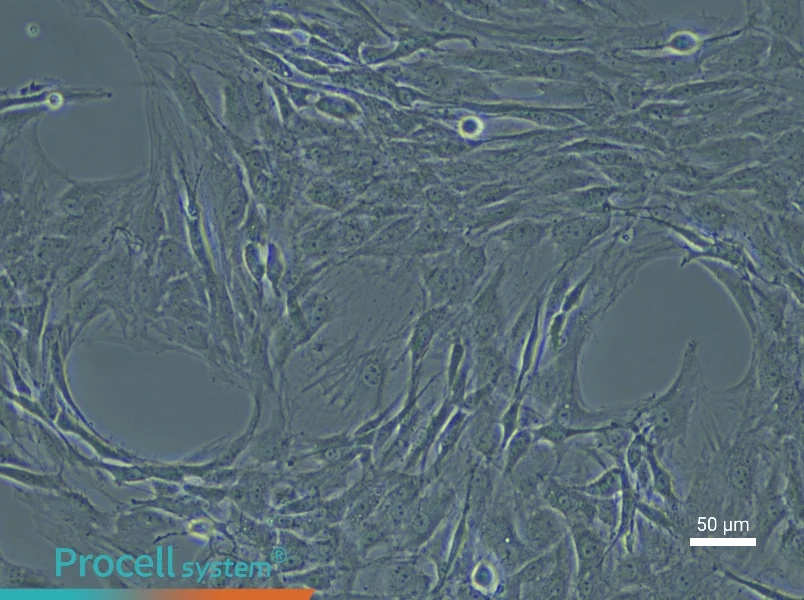 Rat Preadipocyte Complete Medium - 4
