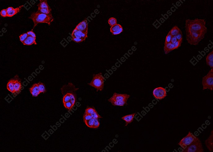 CD98/SLC3A2 Monoclonal Antibody - 1